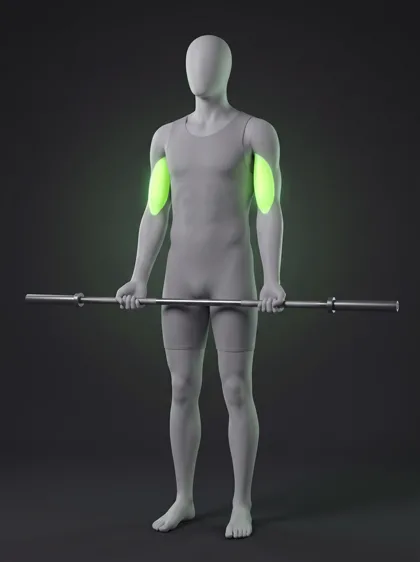 Standing Barbell Curl