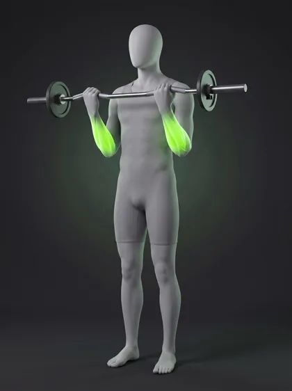 Barbell Reverse Curl