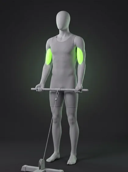 Cable Biceps Curl