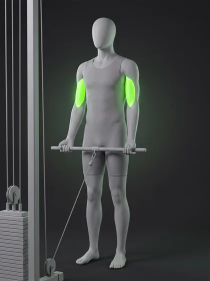 Standing Cable Rope Biceps Curl