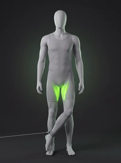 Cable Hip Adduction