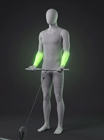 Cable Reverse Curl
