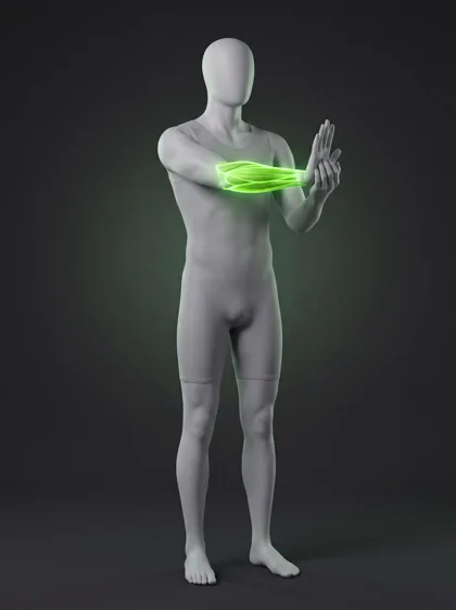 Forearm Flexor Stretch