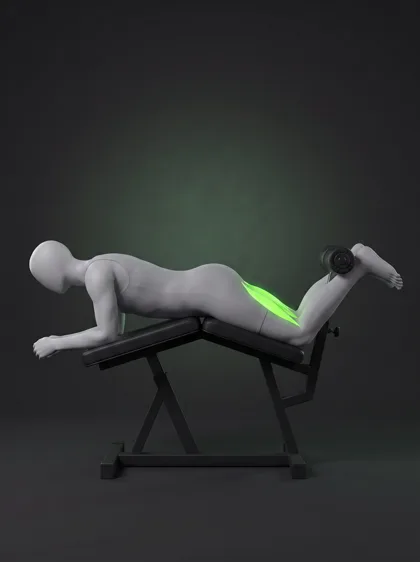 Lying Leg Curl