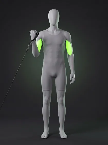 Single-Arm Cable Biceps Curl