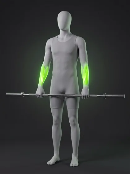 Reverse Barbell Curl