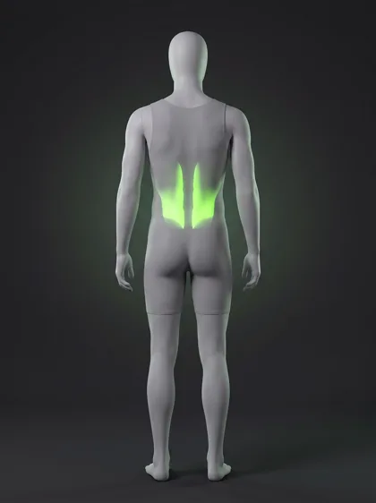 Spine Waves